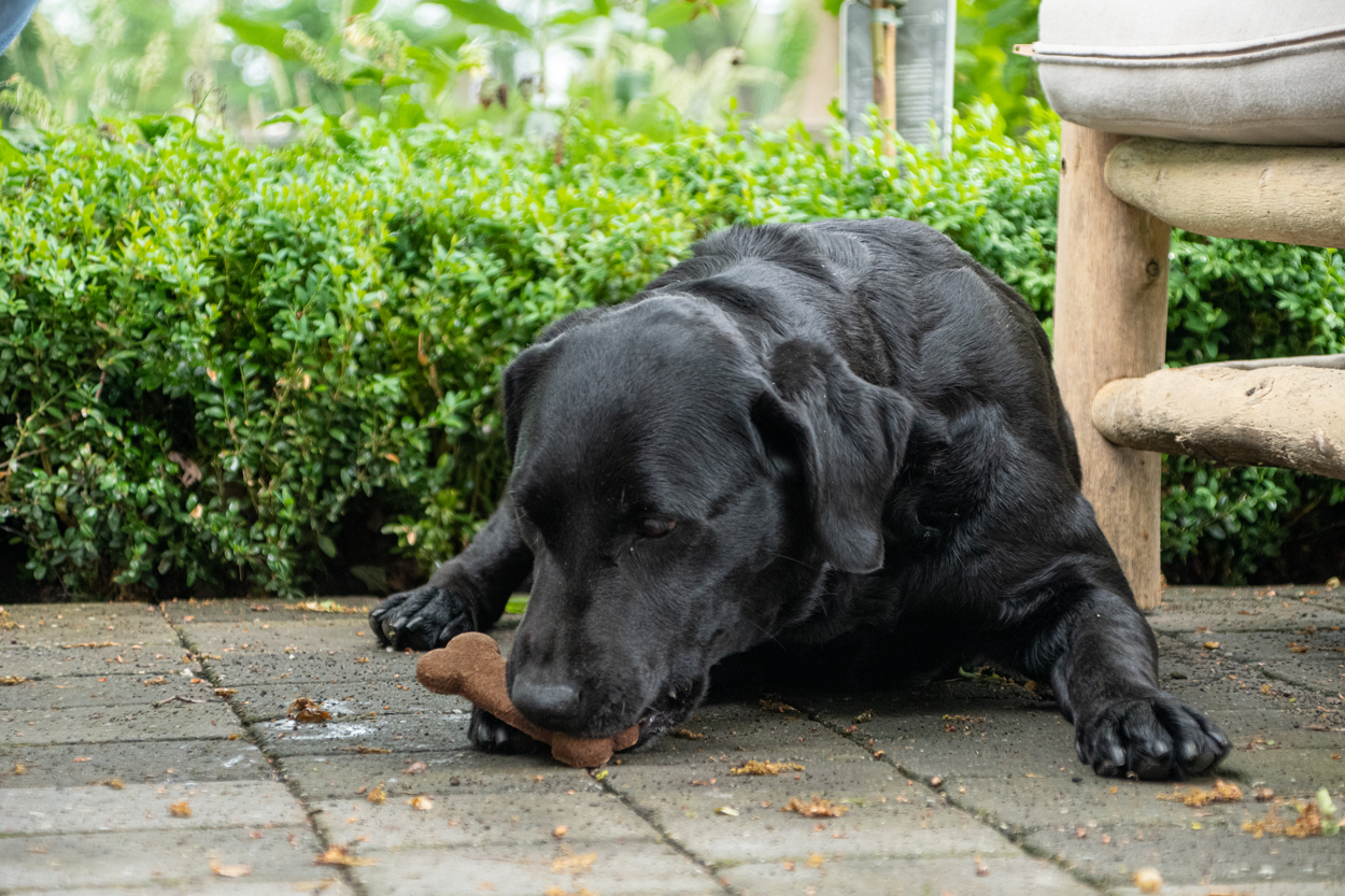 Bugbone Grootverpakking Medium 10 kg