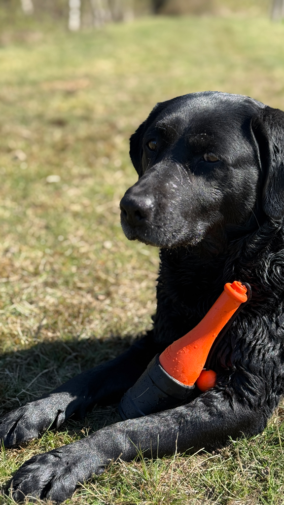 Dog Comets Bobber Groen
