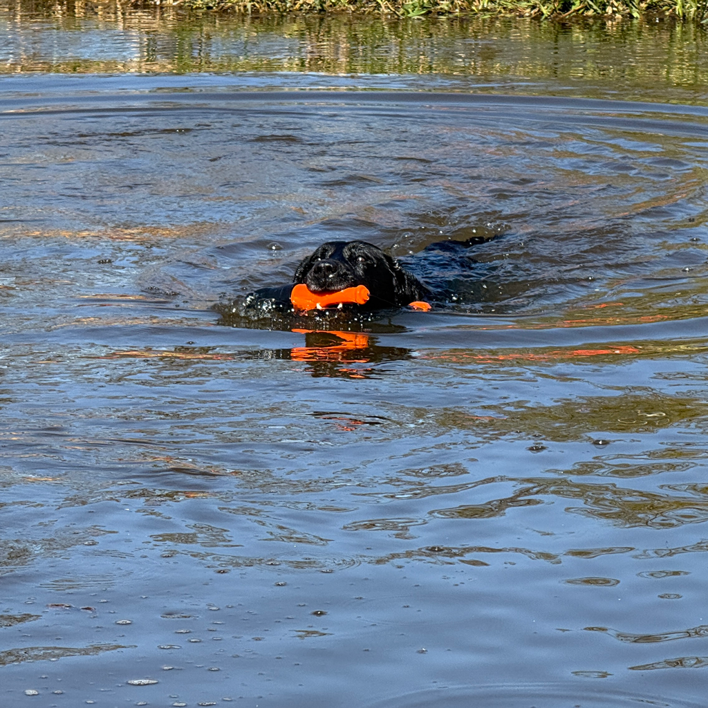 Dog Comets Bobber Groen