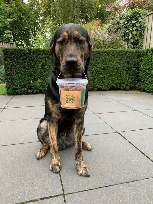 Duo Dog Honden Seizoen