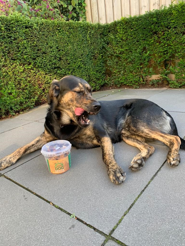 Duo Dog Honden Seizoen