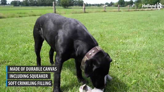 Country Dog Tiny King Louie