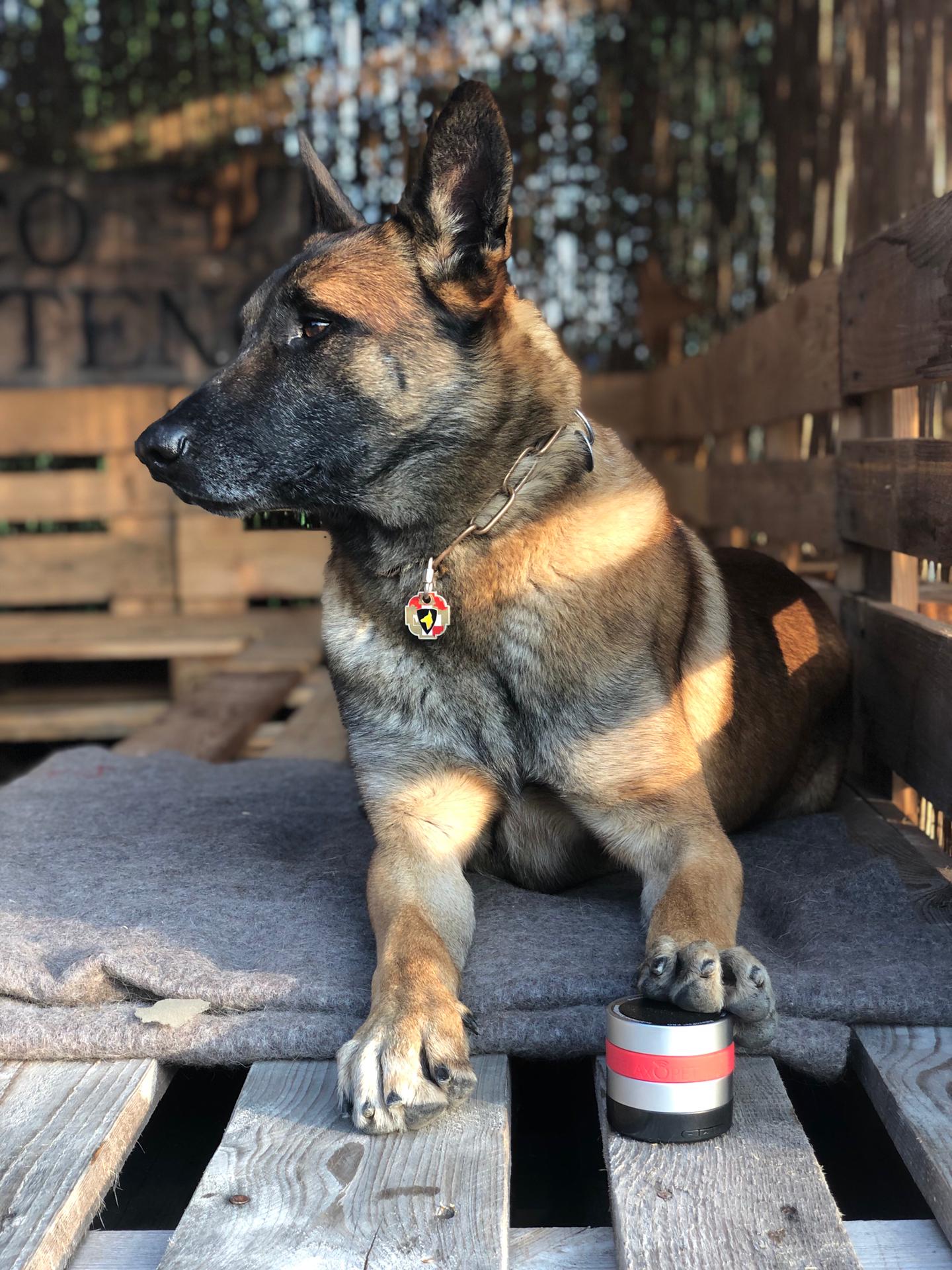 RelaxoPet PRO Hond