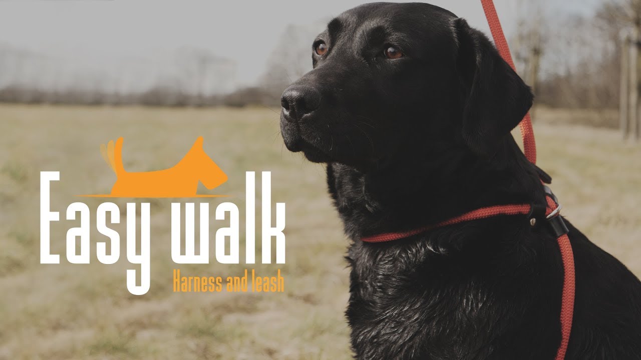 Easy Walk Schoudermodel Zwart - Regular