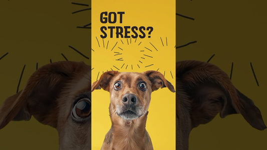 Excellent Pets No Stress Soft Chews 120 Treats