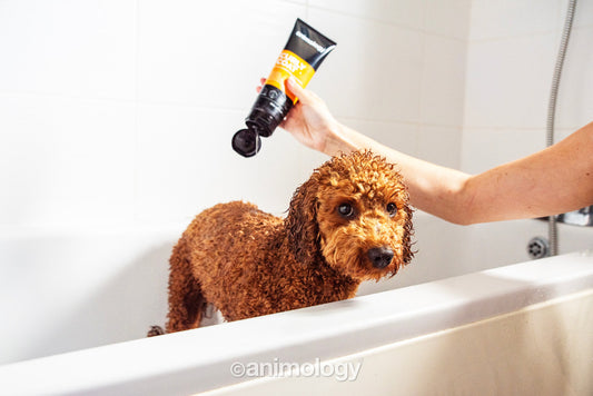 Animology Curly Coat Dog Shampoo 250 ml