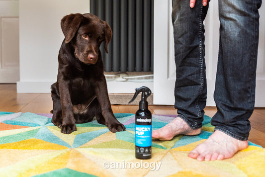 Animology Mucky Pup No Rinse Puppy Shampoo 250 ml