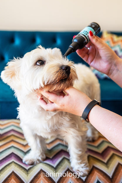 Animology Tear Stain Remover 100 ml