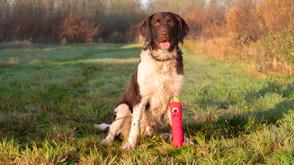 Dog Comets Invaders Oranje M
