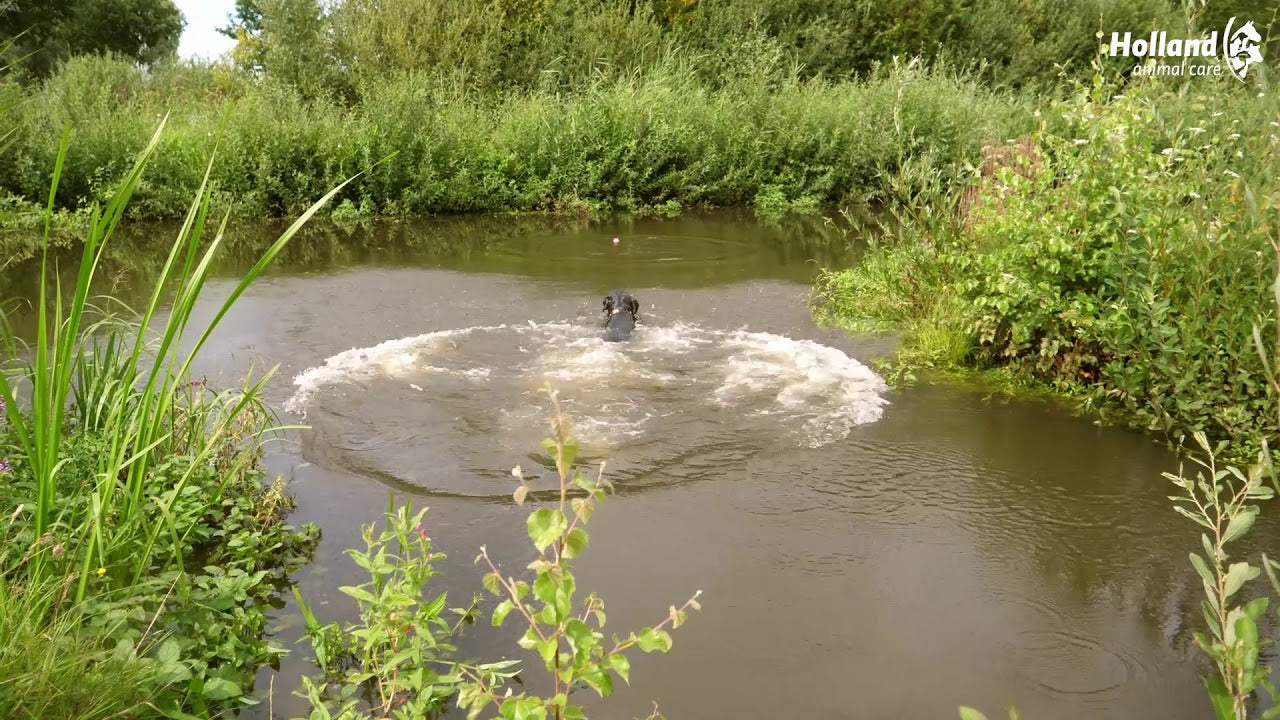 Dog Comets Stardust Groen L