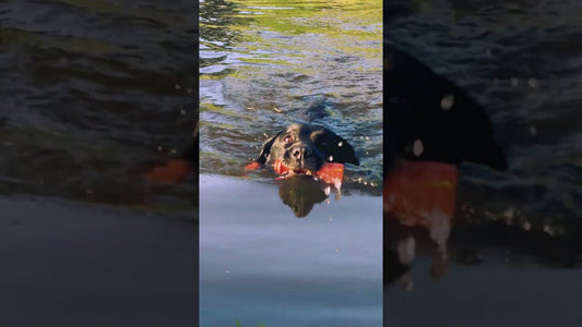 Dog Comets Bobber Groen