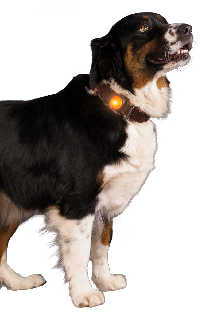 Nightwalk Safety Light Oranje