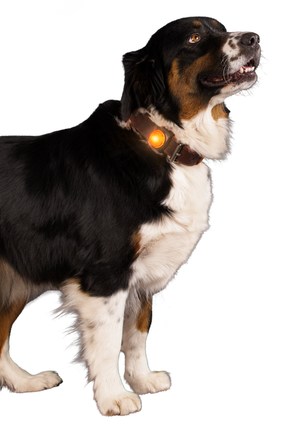 Nightwalk Safety Light Oranje