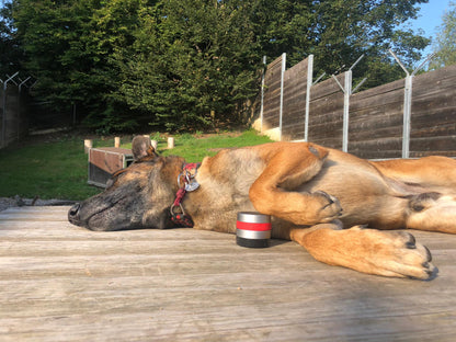RelaxoPet PRO Hond
